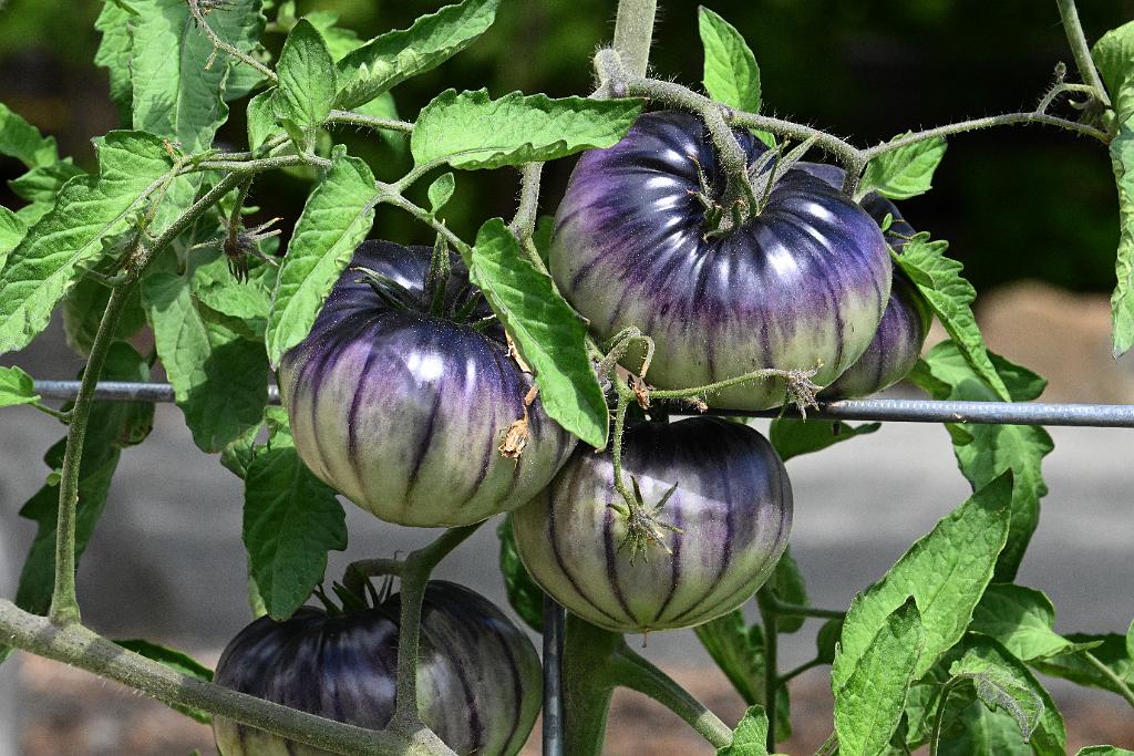 2025-08270205 Tower Hill Botanic Garden, MA.JPG - Heirloom Tomato. New England Botanic Garden at Tower Hill, MA, 8-27-2025